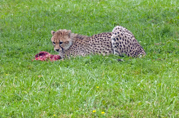 Eten cheetah — Stockfoto