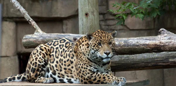 Jaguar — Foto de Stock