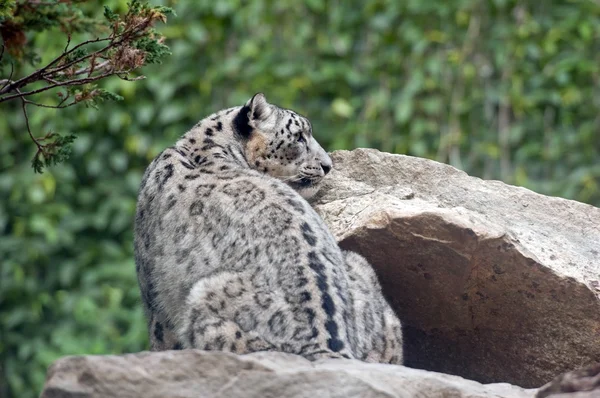 Snow leopard — Stock Photo, Image