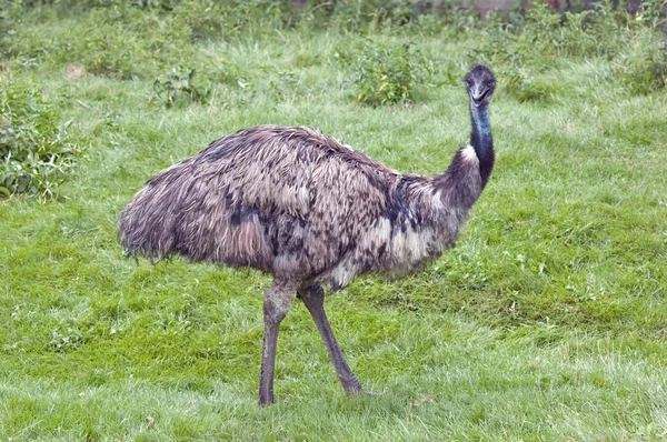 EMU lopen door een veld