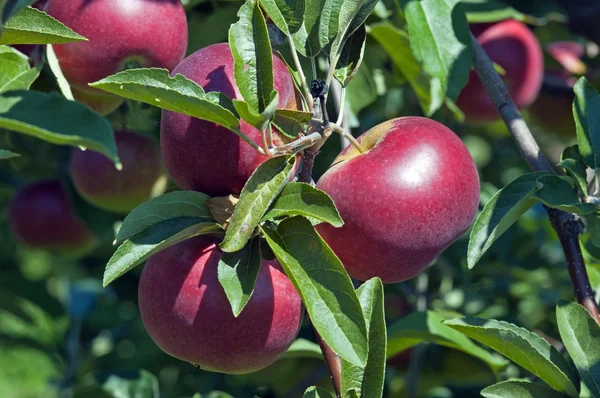 Äpfel am Zweig — Stockfoto