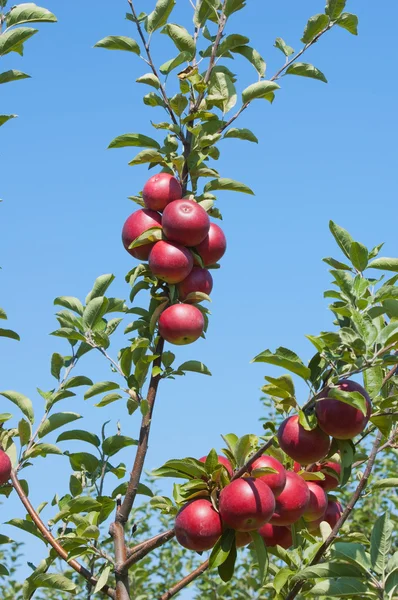 Äpfel am Zweig — Stockfoto