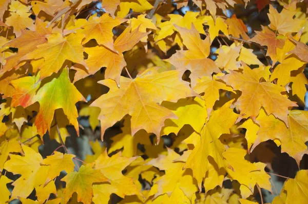 Sonbahar'ın renkli ağaç — Stok fotoğraf