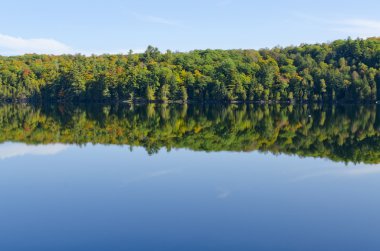 renkli orman yansıması