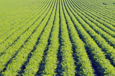 yeşil bitki üzerinde satırları