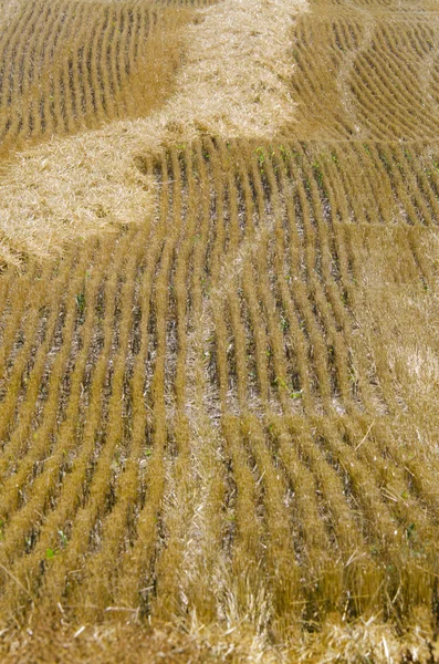 Campo de trigo — Foto de Stock