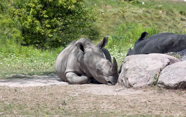 African Rhinoceros — Stock Photo, Image