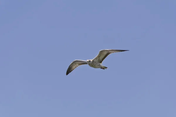 Gull under flygning — Stockfoto