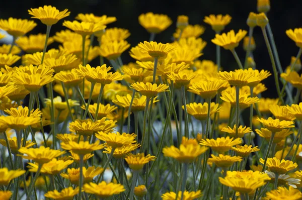 Coreopsis — Stock Photo, Image