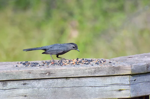 Pássaro negro de cerveja — Fotografia de Stock