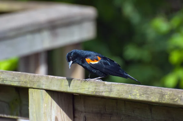 Rotflügelamsel — Stockfoto