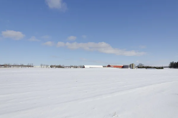 Agricultural farm — Stock Photo, Image