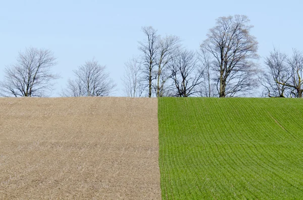 Reihen von Sojapflanzen — Stockfoto