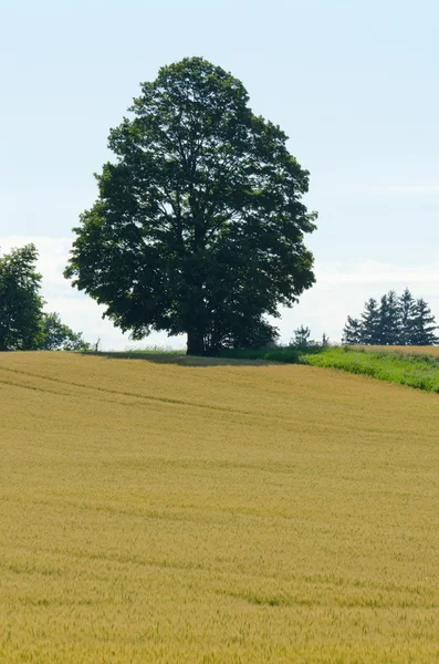 Yellow field — Stock Photo, Image