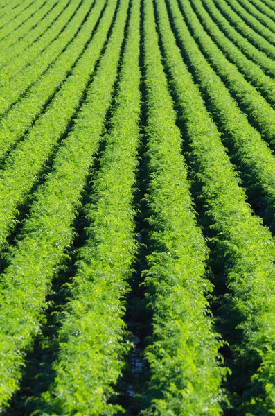 Filas en planta verde — Foto de Stock