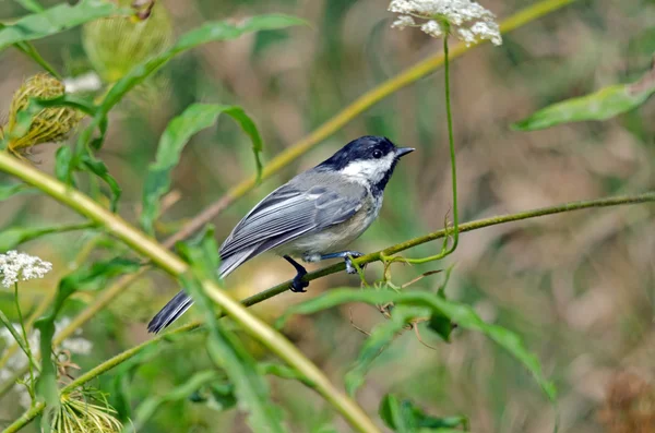 Mésange à capuchon noir — Photo