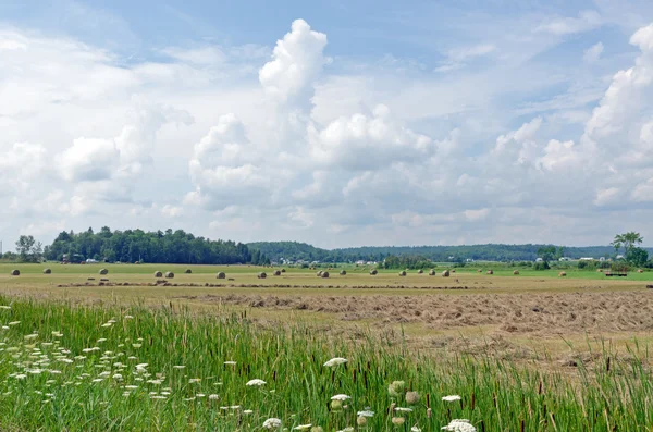 Farm field — Stock Photo, Image