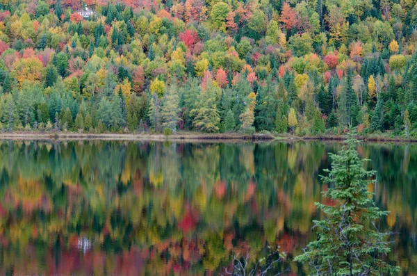 Lago da floresta — Fotografia de Stock