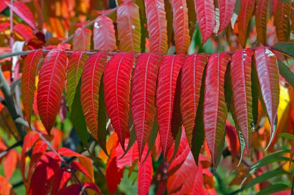 Árboles coloridos de otoño — Foto de Stock