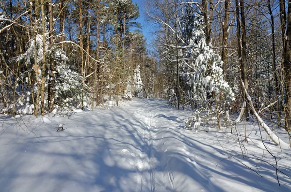 Bosque de invierno —  Fotos de Stock