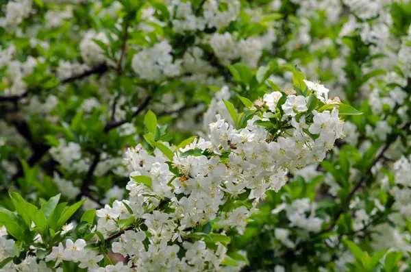 Flores de cangrejo —  Fotos de Stock