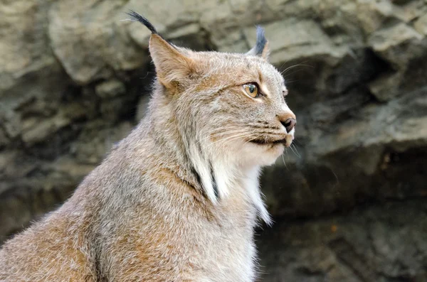 猞猁 — 图库照片