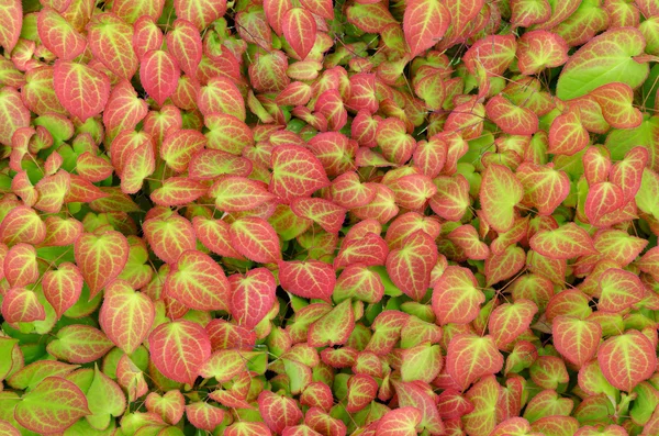 The pink and green leaves — Stock Photo, Image
