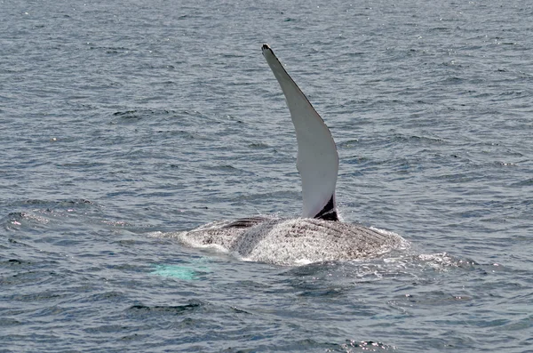 Humpback whale — Stock Photo, Image