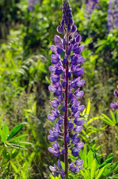 Acı bakla — Stok fotoğraf