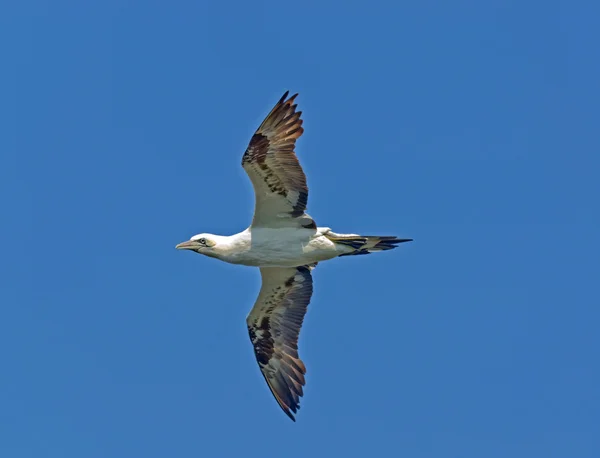 Gannet settentrionale — Foto Stock