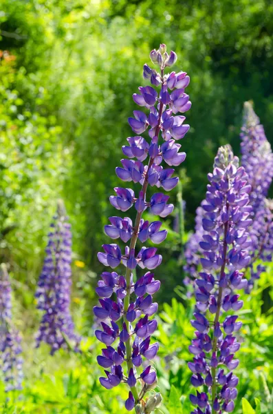 Mor ve pembe lupins — Stok fotoğraf