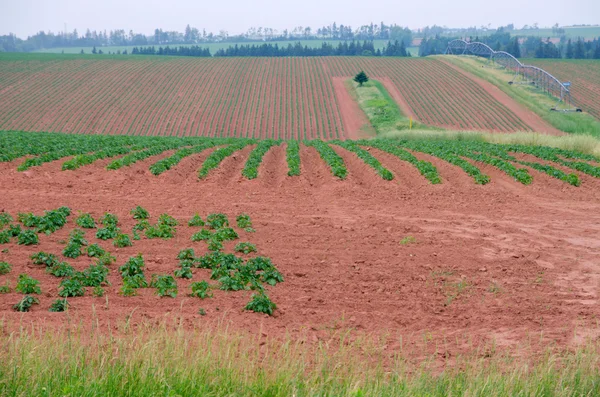 Vista de campos e florestas — Fotografia de Stock