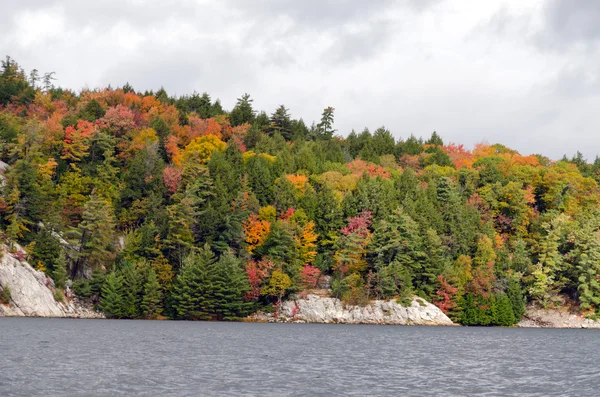 Lago forestale — Foto Stock