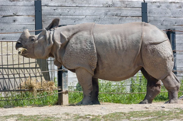 Neushoorn unicornis — Stockfoto