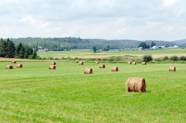 Farm field — Stock Photo, Image