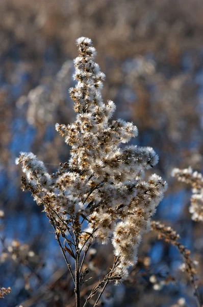 Winterdag — Stockfoto