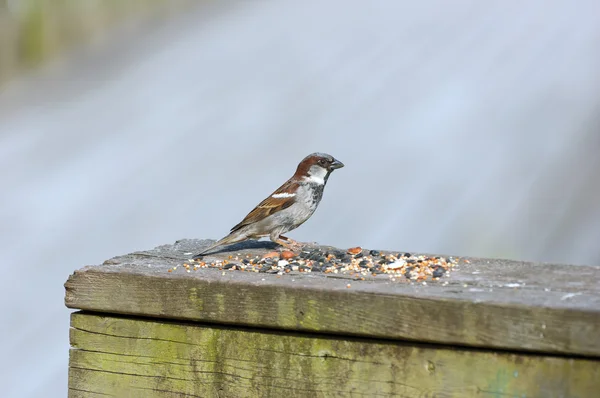 Sparrow — Stock Photo, Image