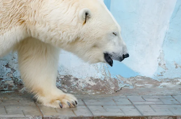 Biały niedźwiedź polarny — Zdjęcie stockowe