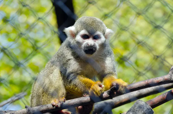 Σκίουρος μαϊμού — Φωτογραφία Αρχείου