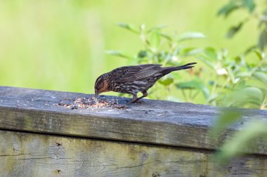 Brewer'ın karatavuk