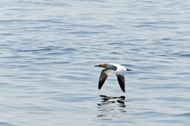 Northern gannet  clipart