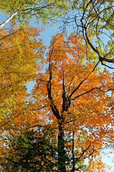 Die bunten Bäume des Herbstes — Stockfoto