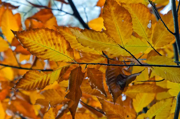 Árboles coloridos de otoño — Foto de Stock