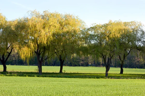 God morgon. — Stockfoto