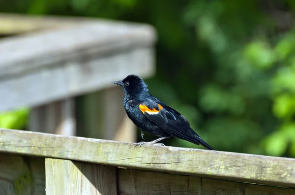 Rotflügelamsel — Stockfoto