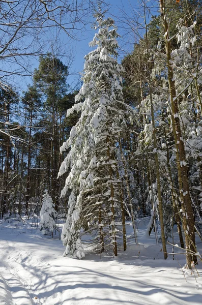 Winterbos — Stockfoto