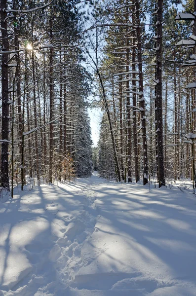 Winterwald — Stockfoto