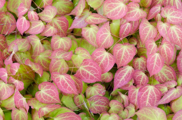 Plantas coloridas — Fotografia de Stock