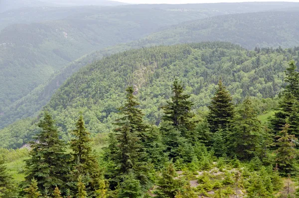 Forest in the Cape Breton — Stock Photo, Image