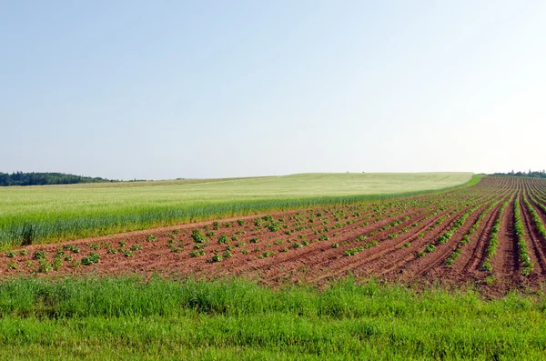 Görünüm alanları ve orman